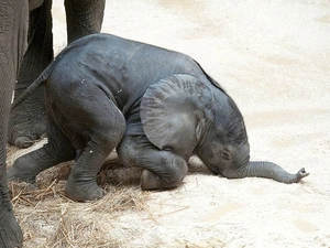 baby elephant