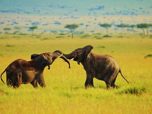 Baby Elephant, savanna