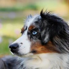 Australian Shepherd, blurry background