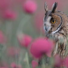 blurry background, Bird, Owl Ear