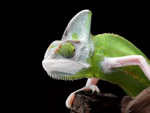 background, Cameleon, Black