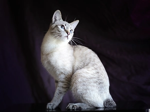 background, cat, Black