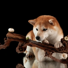 Flowers, dog, Black, background, branch, Shiba inu