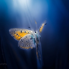 blurry background, butterfly, Dusky