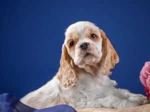 Cocker Spaniel, dog, Puppy, sad, Blue, background, Colourfull Flowers, textile, artificial