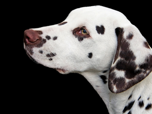 dark, background, Dalmatian, profile, dog