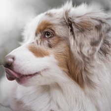 blurry background, dog, Australian Shepherd