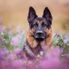 blurry background, dog, German Shepherd