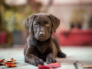 Leaf, chocolate, fuzzy, background, Pavement, Labrador Retriever