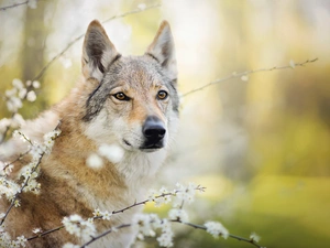 muzzle, dog, fuzzy, background, Flowers, Czechoslovakian Wolfdog