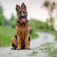 blurry background, German Shepherd, Path