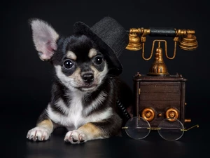 bowler, Chihuahua, Glasses, Hat, dog, Telephone, Dark Background