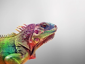 background, color, Iguana