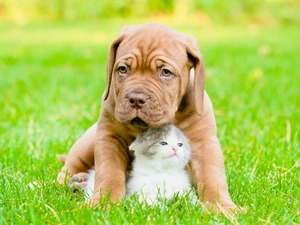 Puppy, small, fuzzy, background, hugging, kitten