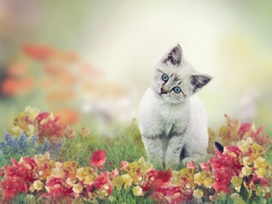 fuzzy, background, kitten, Flowers, silvery