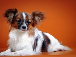 background, doggy, Orange