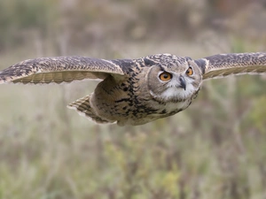 owl, flight, blurry background, eagle-owl