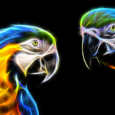Ary, Two, dark, background, Fractalius, Parrots