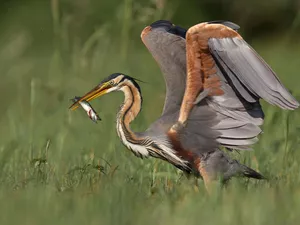 fuzzy, background, Purple, Fish, heron