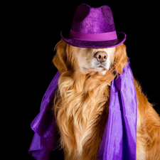 Hat, Golden Retriever, dark, Violet, dog, apatite, background