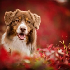 Australian Shepherd, fuzzy, background, Plants