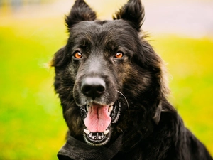 dog, muzzle, Yellow Background, German Shepherd