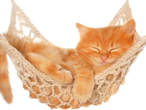 kitten, ginger, White, background, Hammock, small