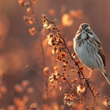 twig, Bird, fuzzy, background, Plants, sparrow