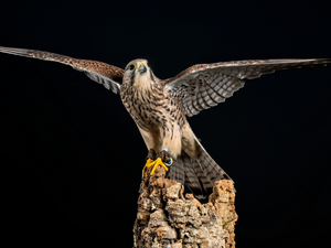 wings, kestrel, Black, background, trunk, spread