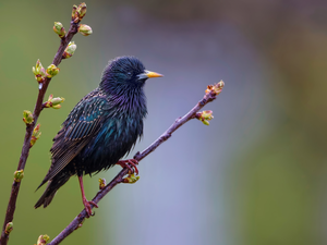 Bird, twig, blurry background, Common Starling