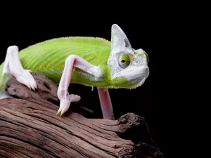 Black, background, Wood, rapprochement, Cameleon