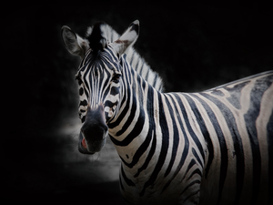 Zebra, Black, background, Head