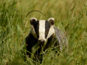 Badger, grass