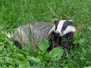 Badger, grass