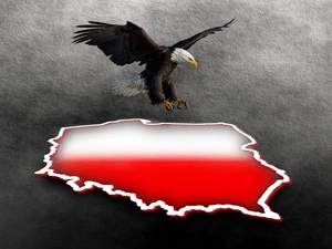 Purlieus, graphics, American Bald Eagle, Poland, eagle