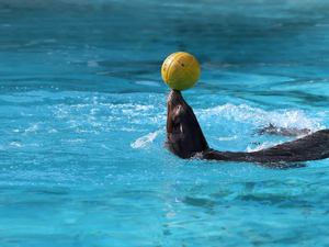 seal, Pool, water, Ball