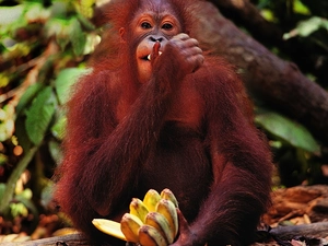 bananas, Monkey, orangutan
