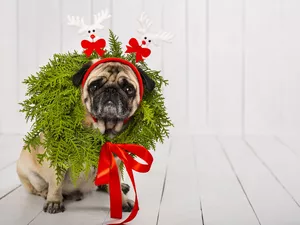 wreath, dog, bow, Band, red hot, pug