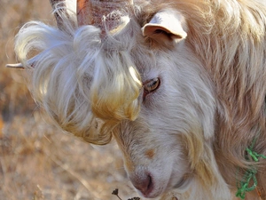 bangs, goat, horns