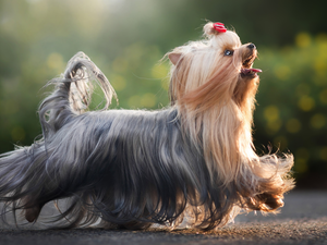 dog, bangs, Loop, Yorkshire Terrier