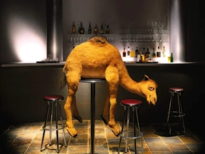 Bar, drunk, Camel
