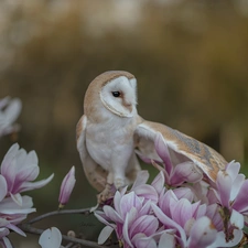 Magnolia, blurry background, Barn, branch, owl