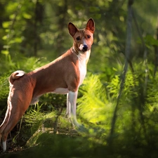 dog, Stone, forest, Basenji