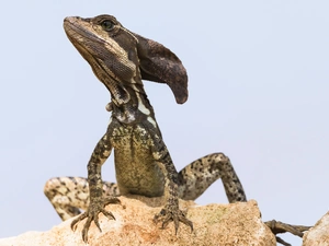 rocks, Common Basilisk, Basiliscus
