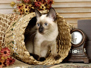 cat, Clock, Flowers, basket