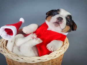 basket, Puppy, clothes