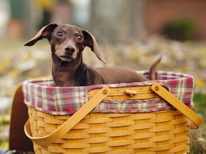 basket, dachshund