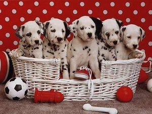 basket, puppies, Dalmatians