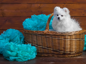 decoration, Toy Spitz, basket
