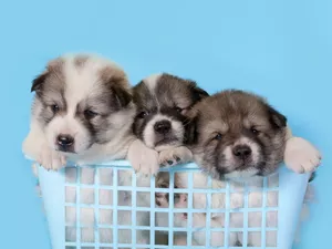 Akita, basket, Dogs, puppies, Three